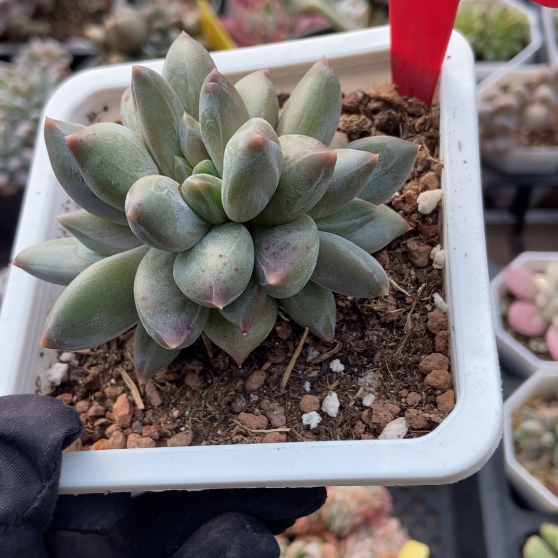 3145重楼多肉植物多肉