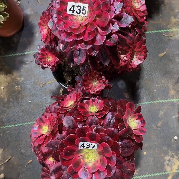 一**过435.437美杜莎加红铜白