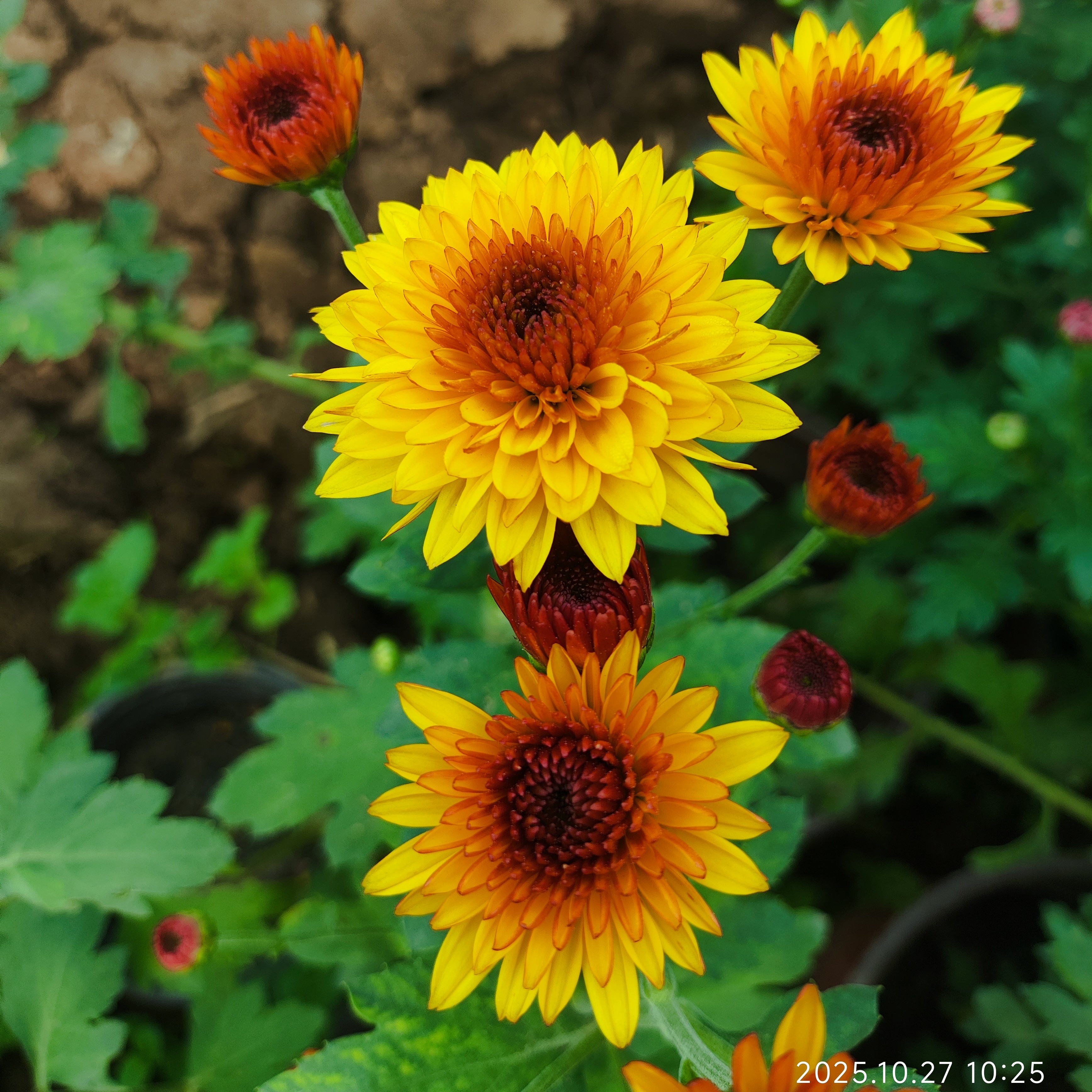 切花菊    布鲁诺黄 盆栽  150规格（花期已过，性价比低，慎拍）