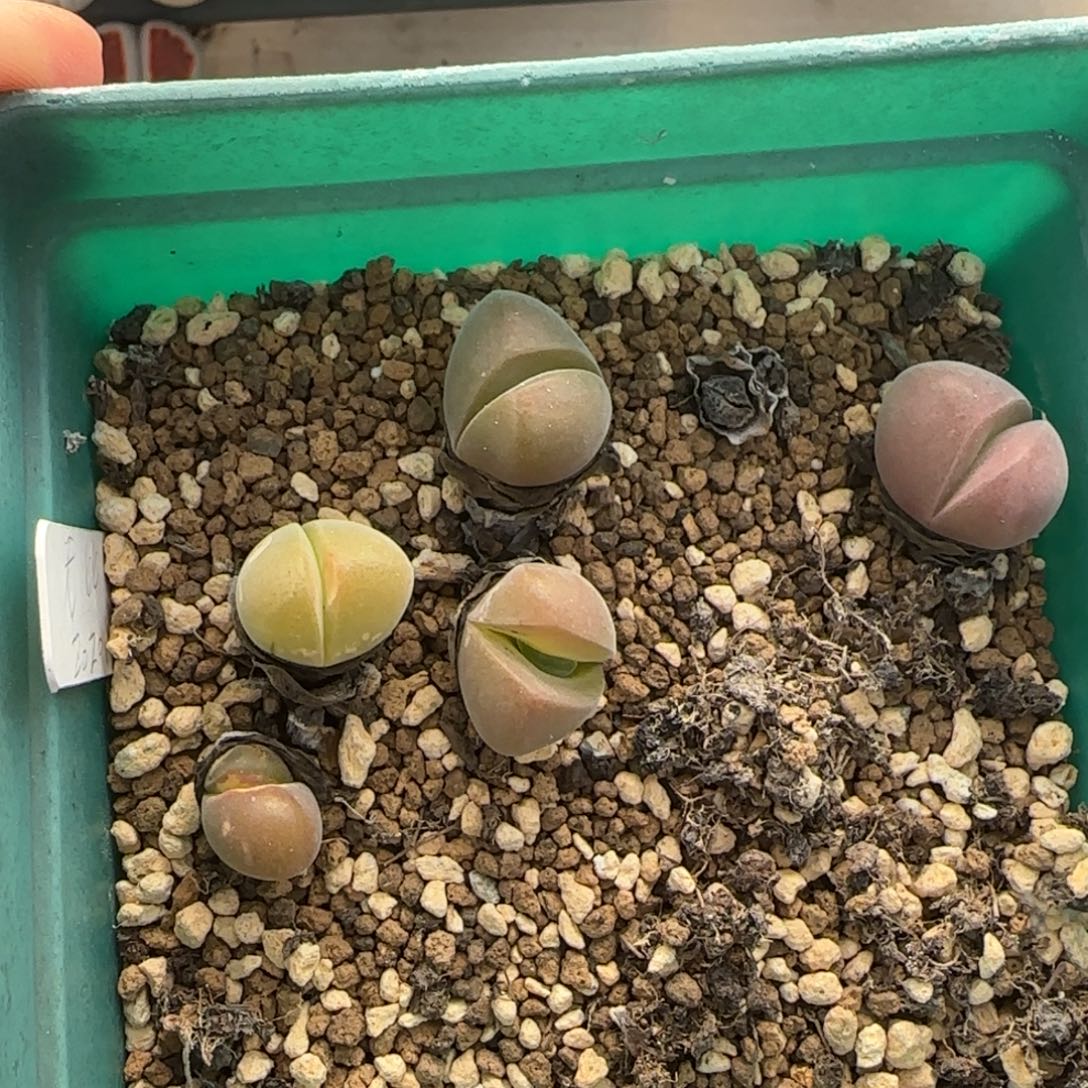 12.6。爱萌多肉清货。 清盒生石花。 2020