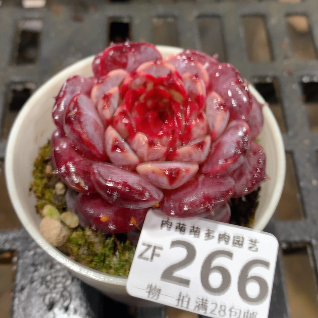 肉萌萌拇指盆精控多肉ZF266