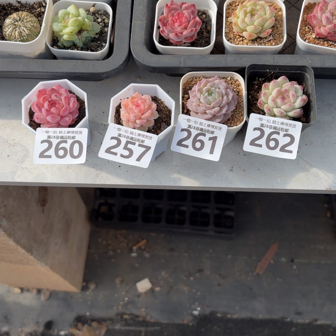 小****四颗多肉无盆土发货