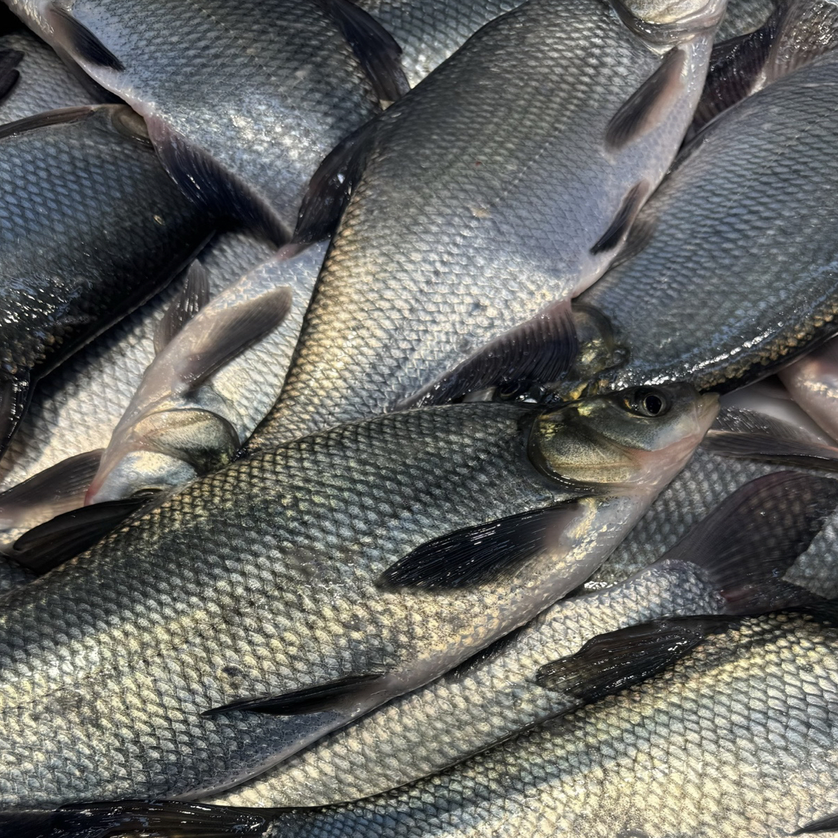 野生江水青稍子5斤包邮
