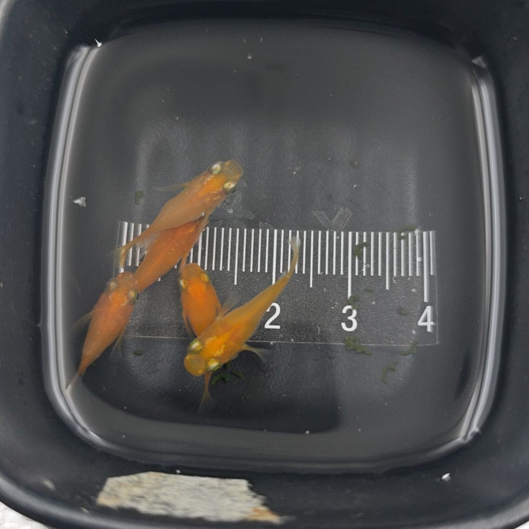青鳉鱼观背青鳉初恋球一组3号