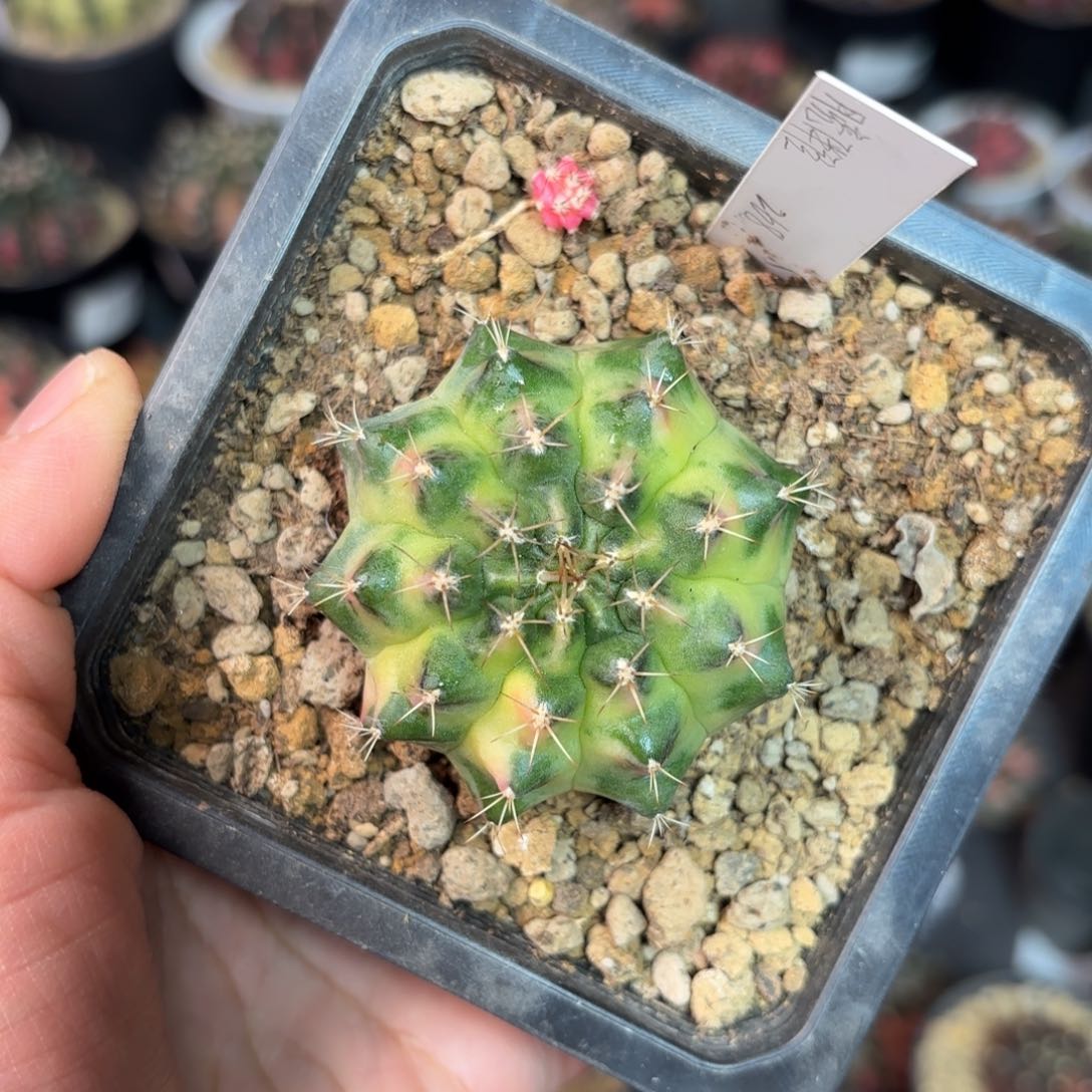 泰系米哈仙人球268