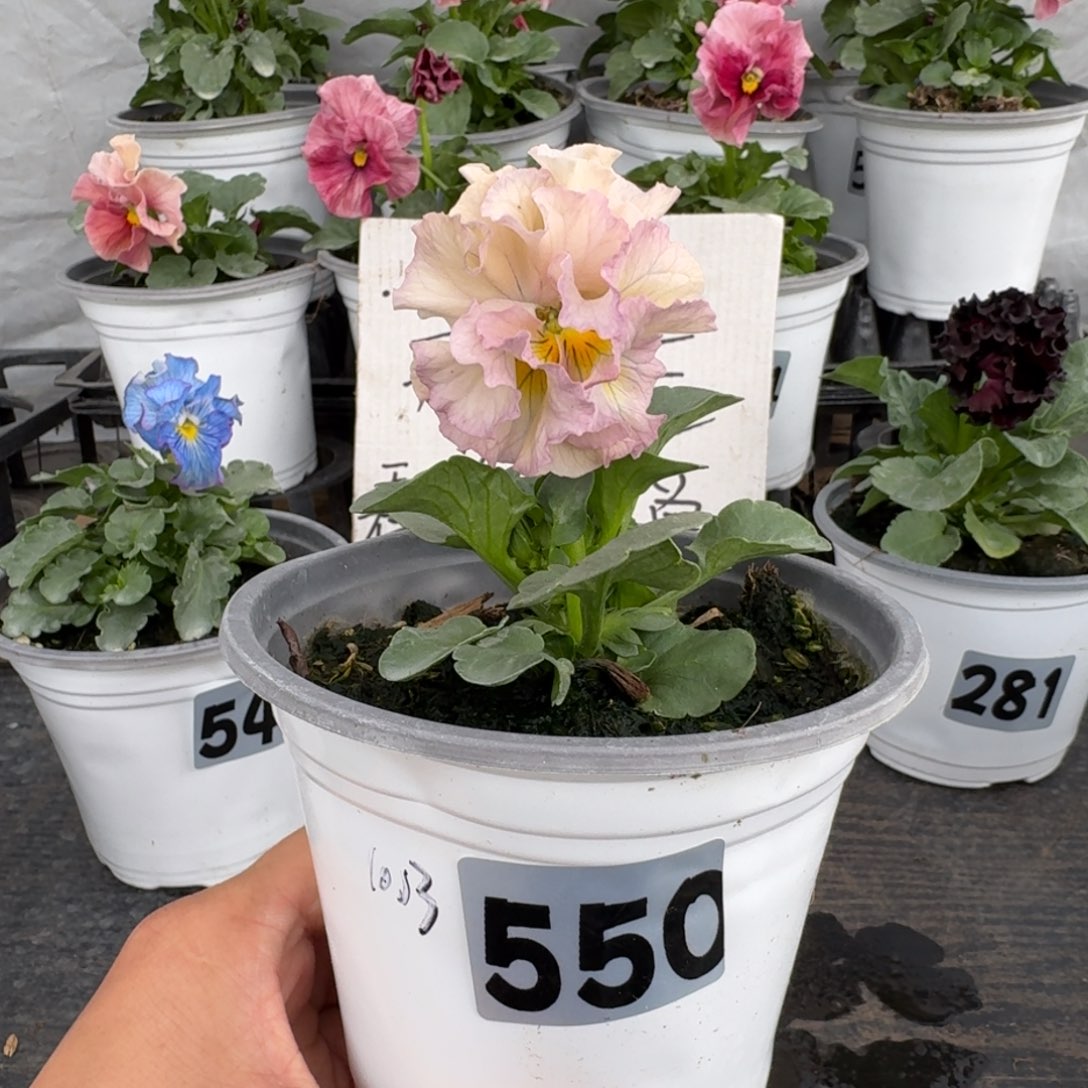 全部花朵550号礼服1003苗小