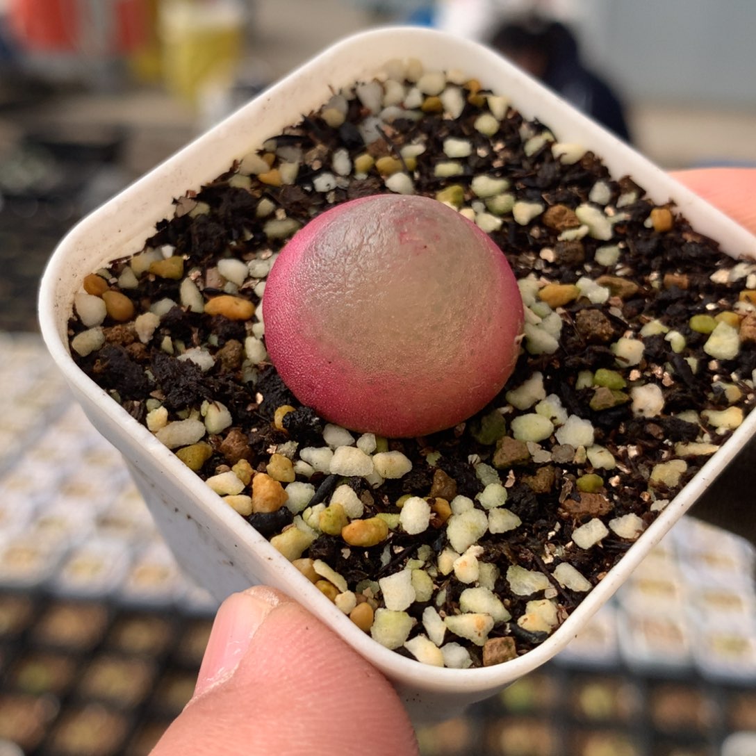 60号灯泡母本一颗