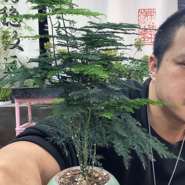 以实际为准盆景盆栽绿植171