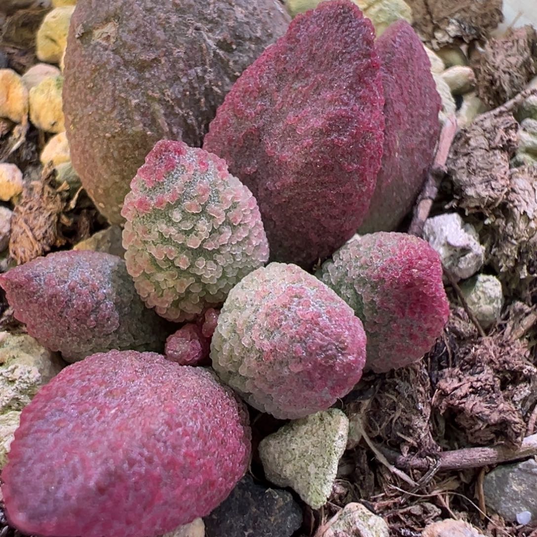 糖果大苗多肉植物
