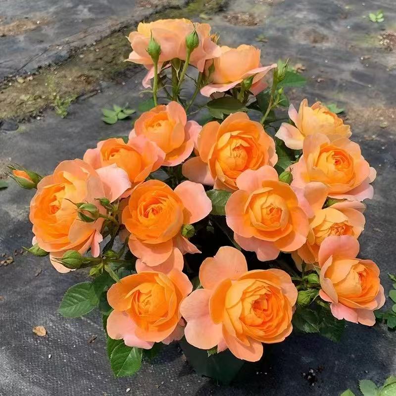 【果汁阳台】橙色浓香多头大花耐寒耐热四季开室外阳台庭院盆栽花卉