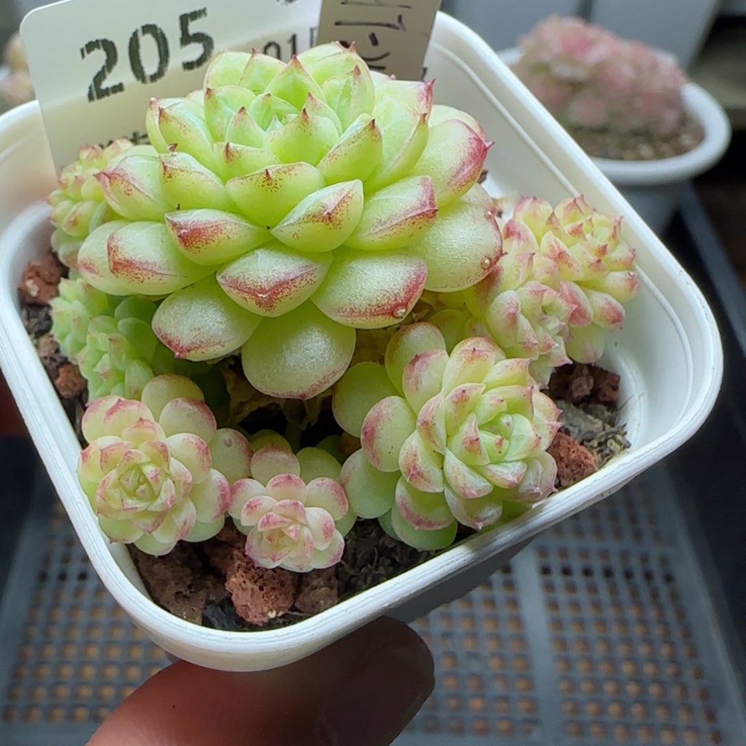 【闪购商品】0131-205（ht-24）