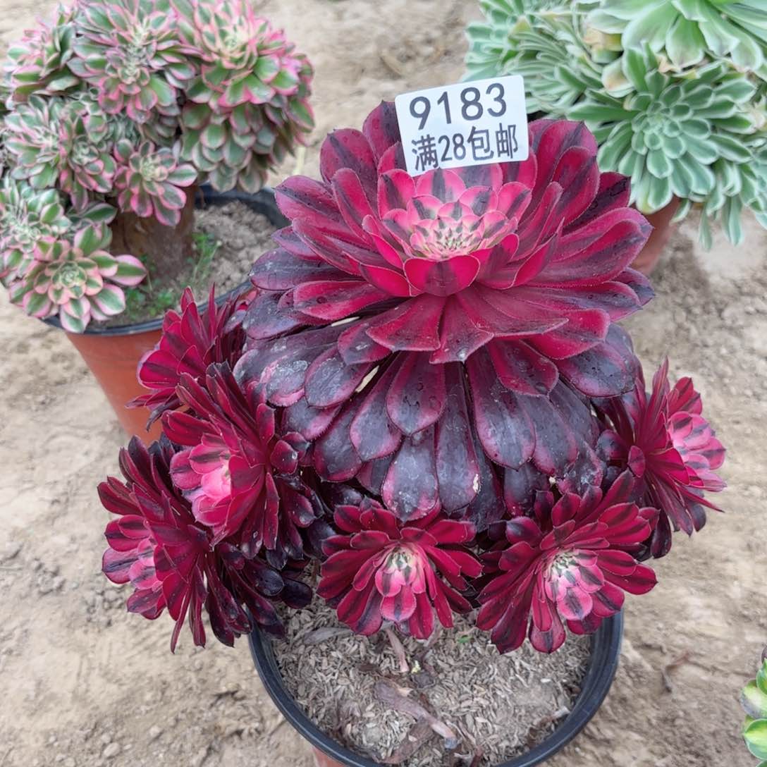 9183黑铜超白多肉