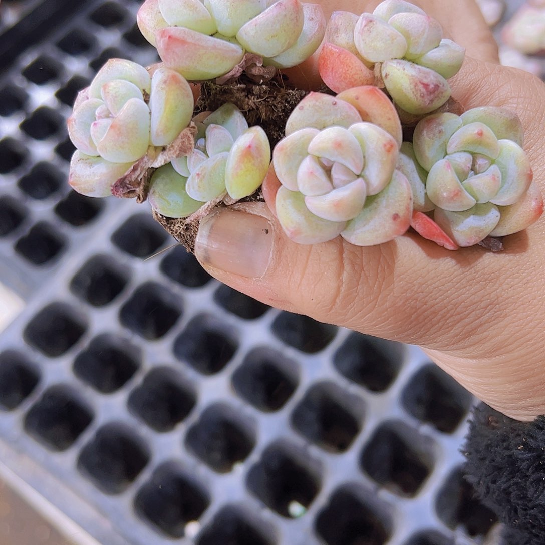 奶冰5个19包邮多肉植物