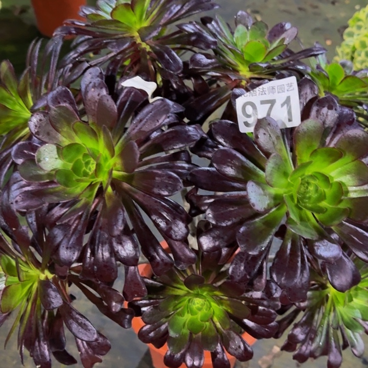 墨法师97100000000