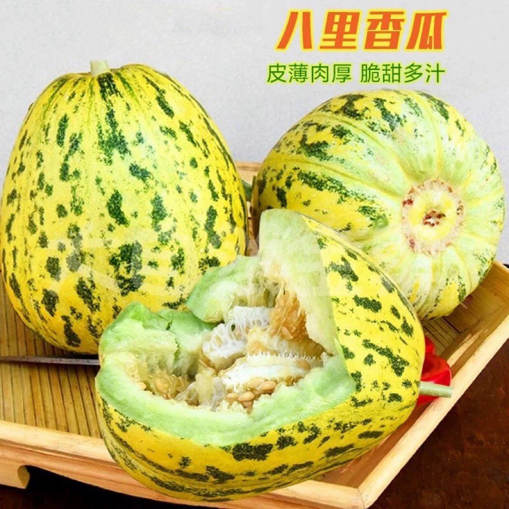 《小军严选》香瓜 八里乡甜瓜大地香瓜新鲜 顺丰包邮黑龙江省