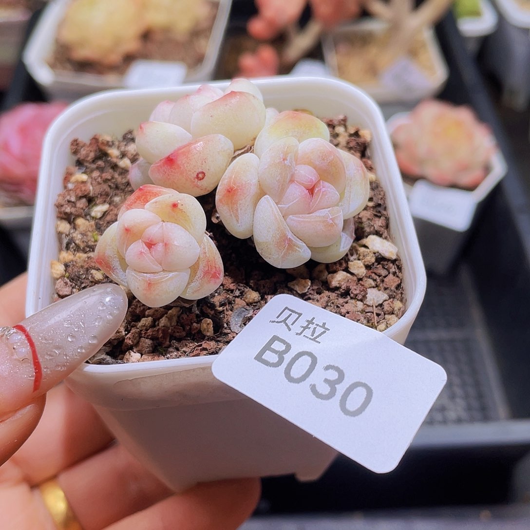 b30 精品多肉一物一拍