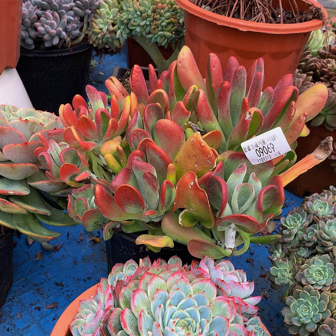 小***H       红狐狸多肉09069