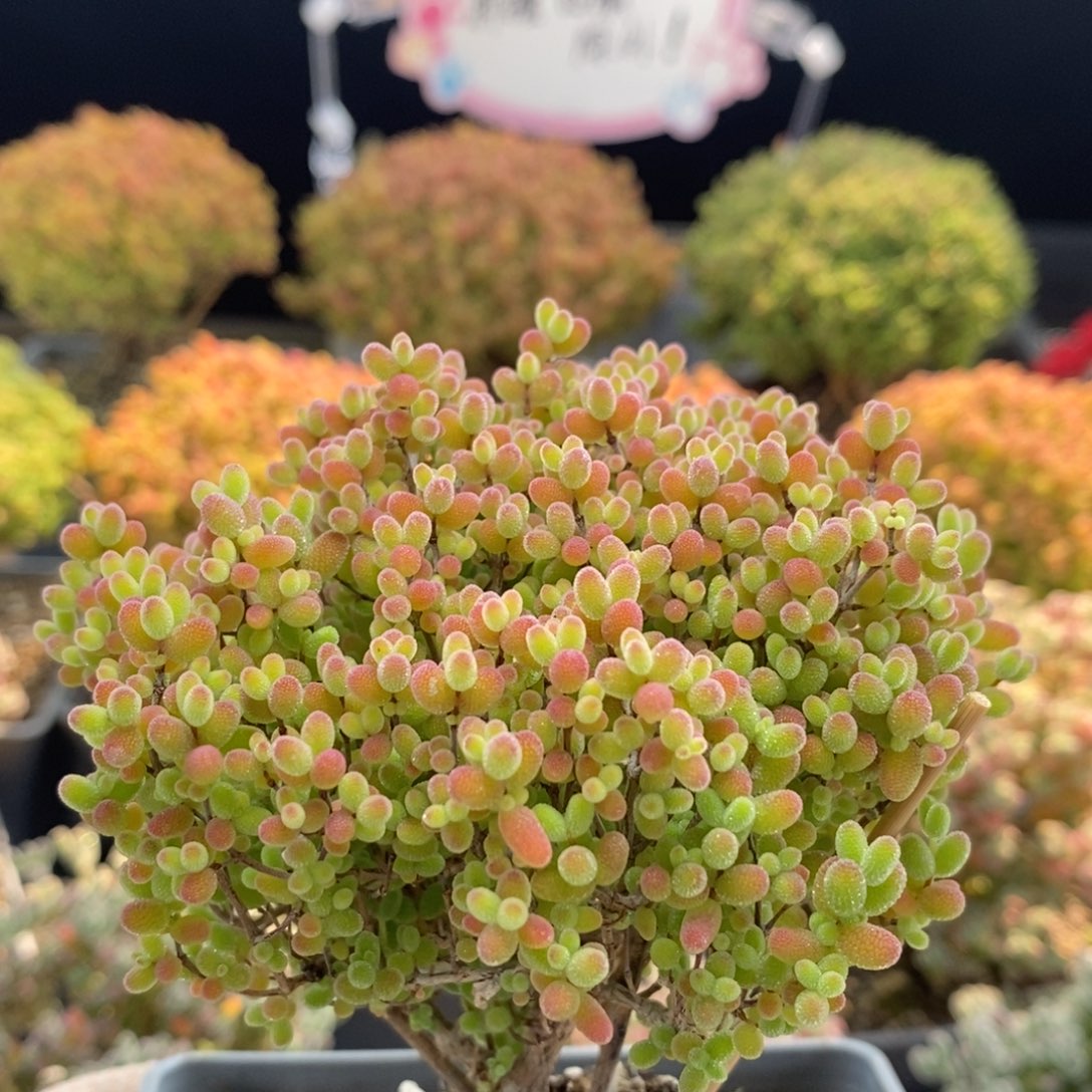 蜜橘糖球1169枝干番杏