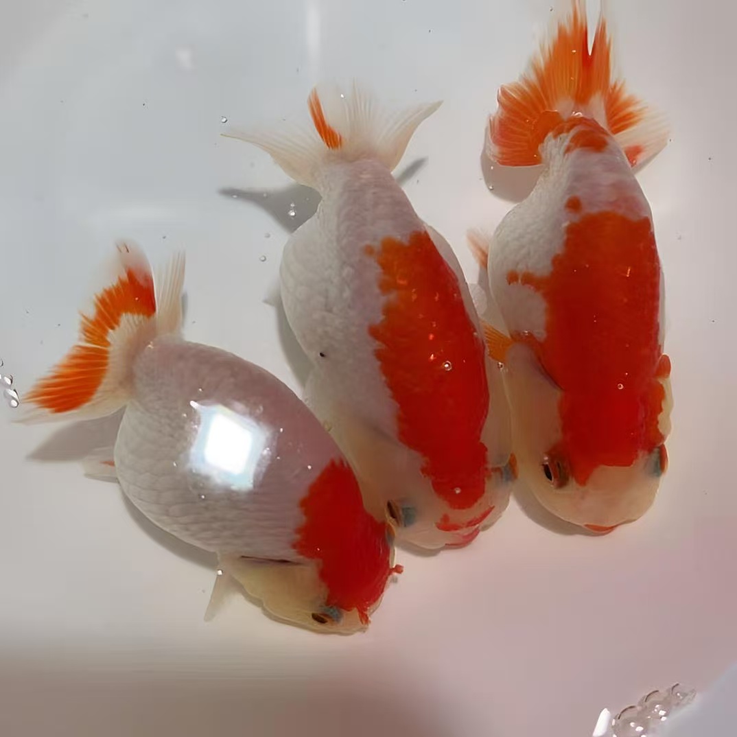 萌宠兰寿淡水冷水活体观赏鱼好养耐活顺丰包邮