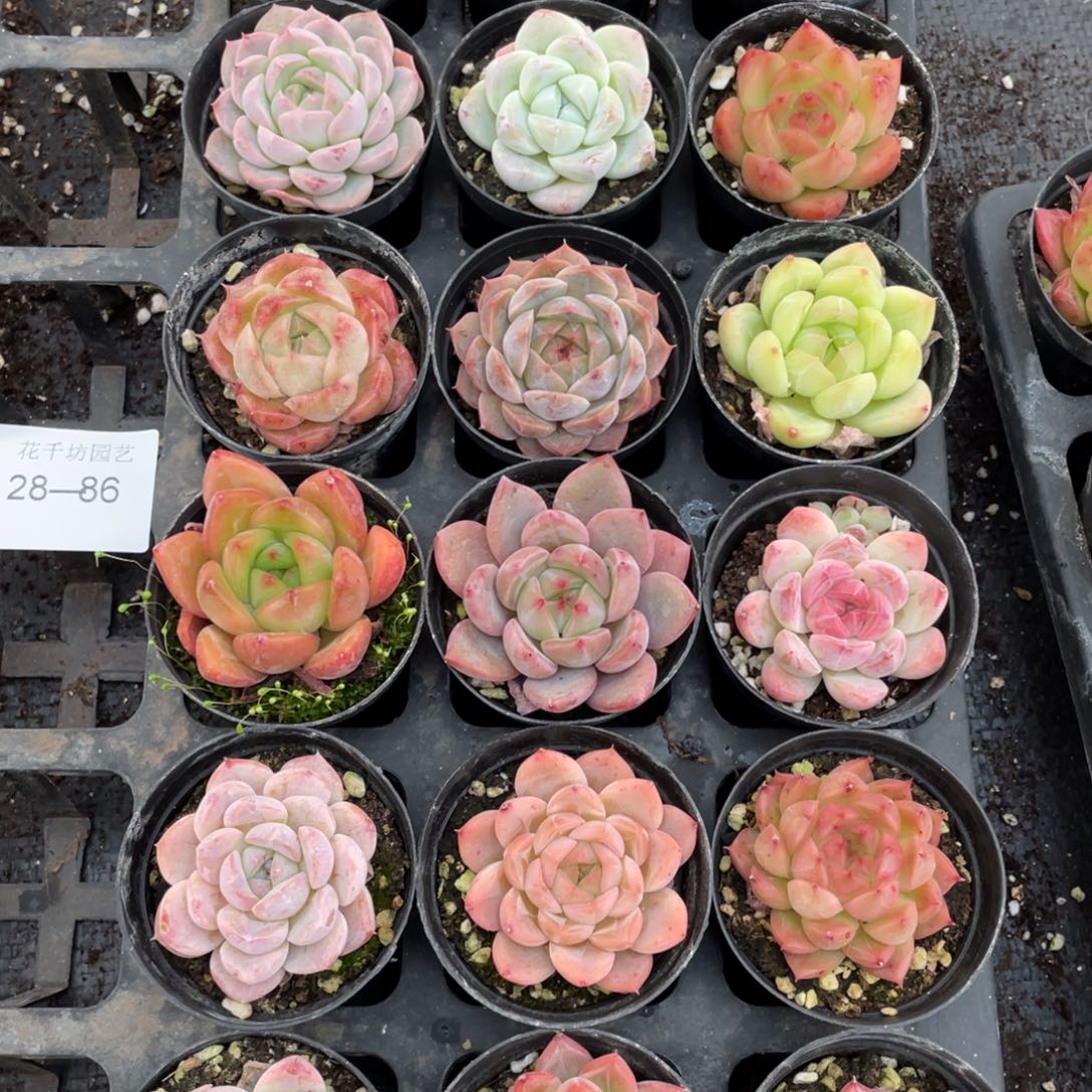 一物一拍18棵28-86