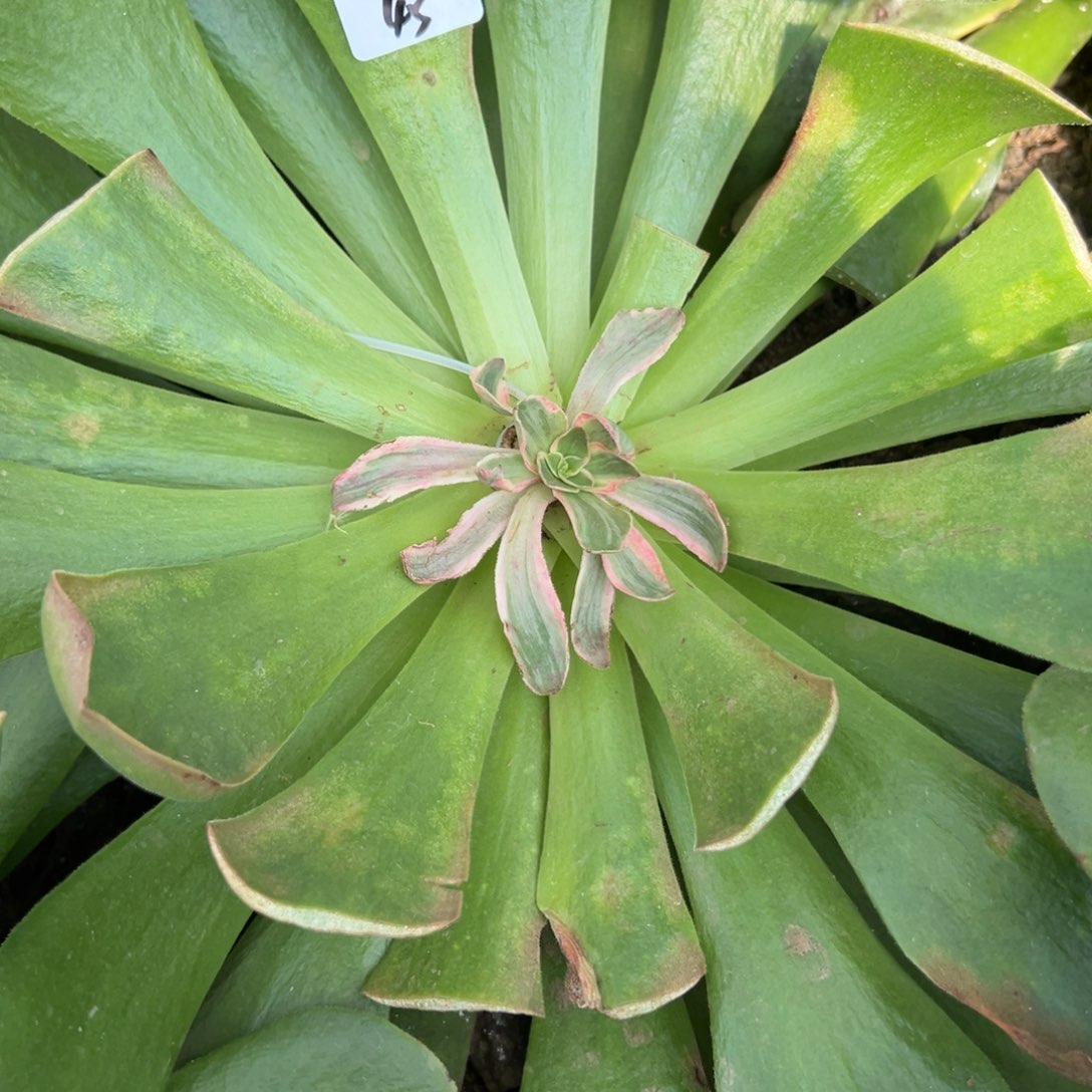 45天使嫁接多肉椅子