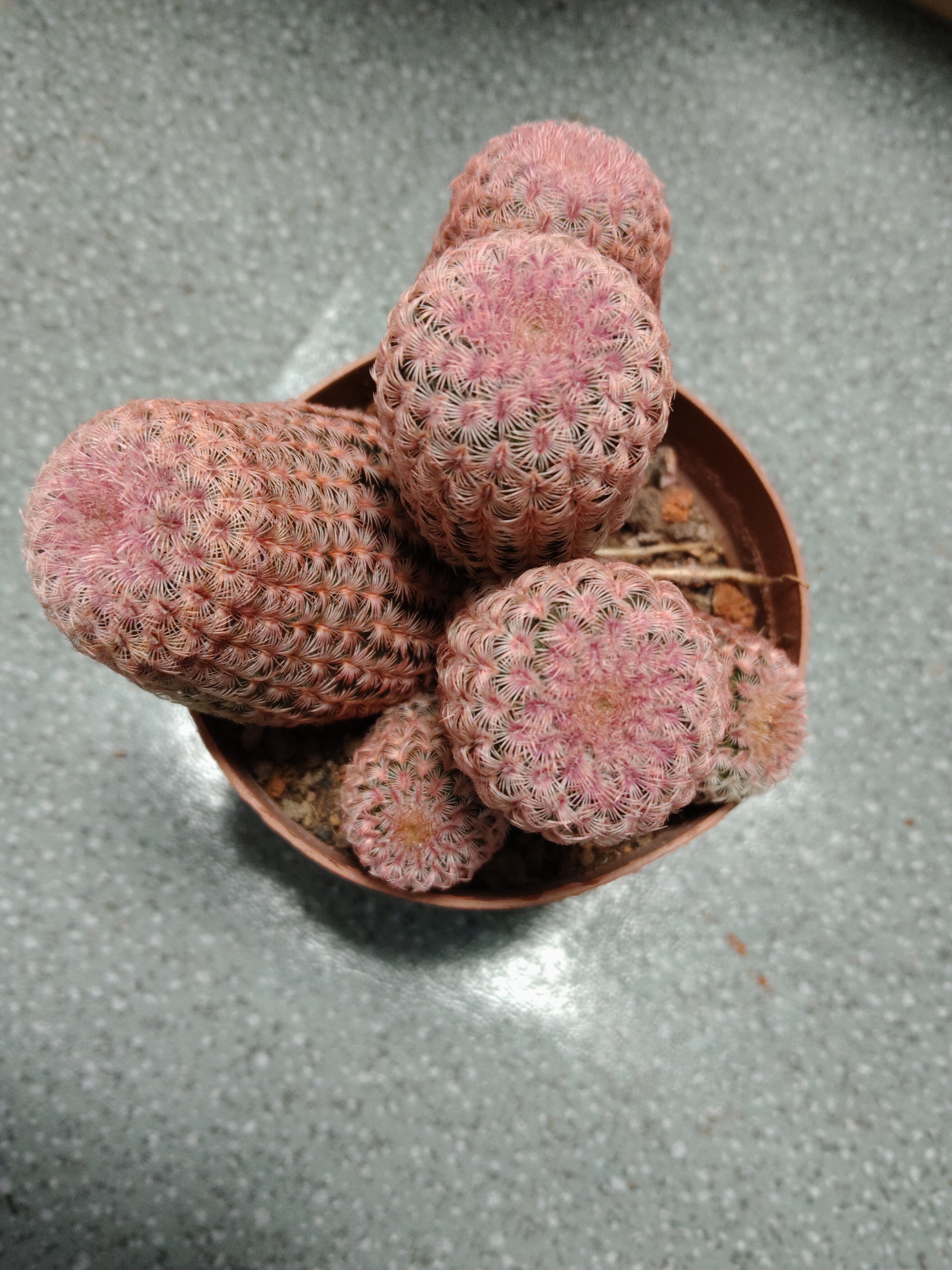 小号红太阳，多头仙人球，直径8-9厘米，开红花