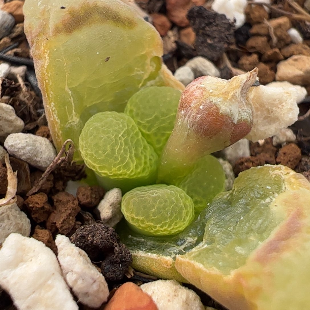 712多肉植物百科