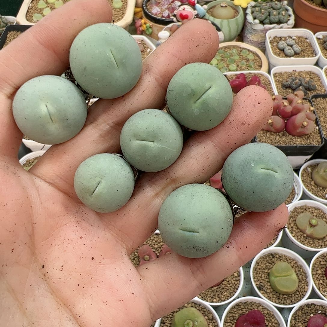 【闪购商品】166 开播福利