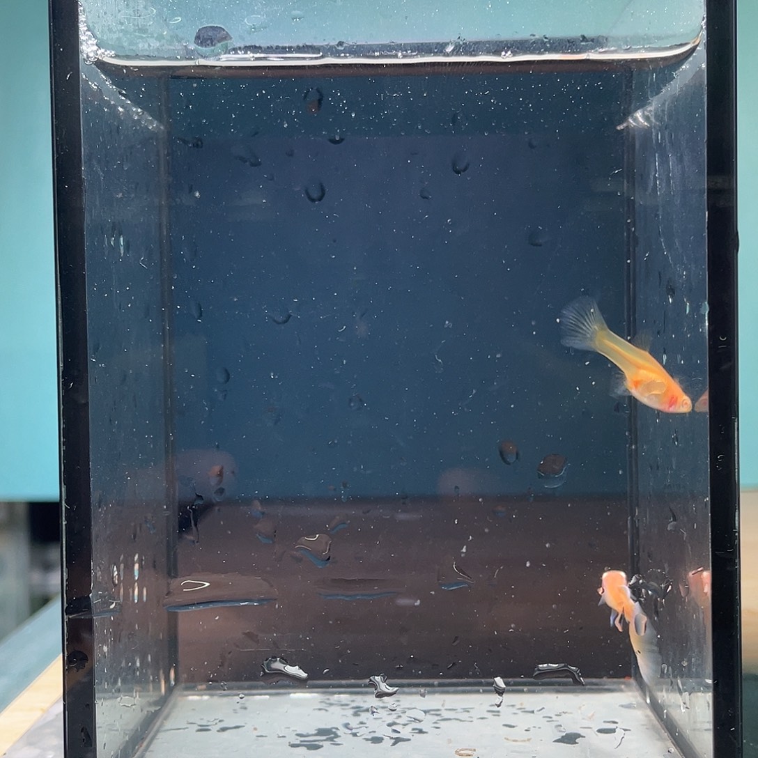 孔雀鱼墨子白子金粉