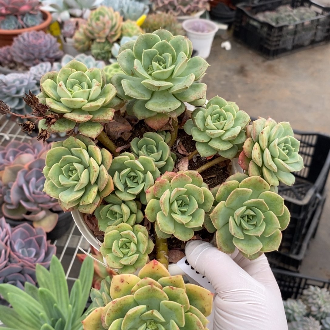 5144尼可莎拉玫瑰一物一拍