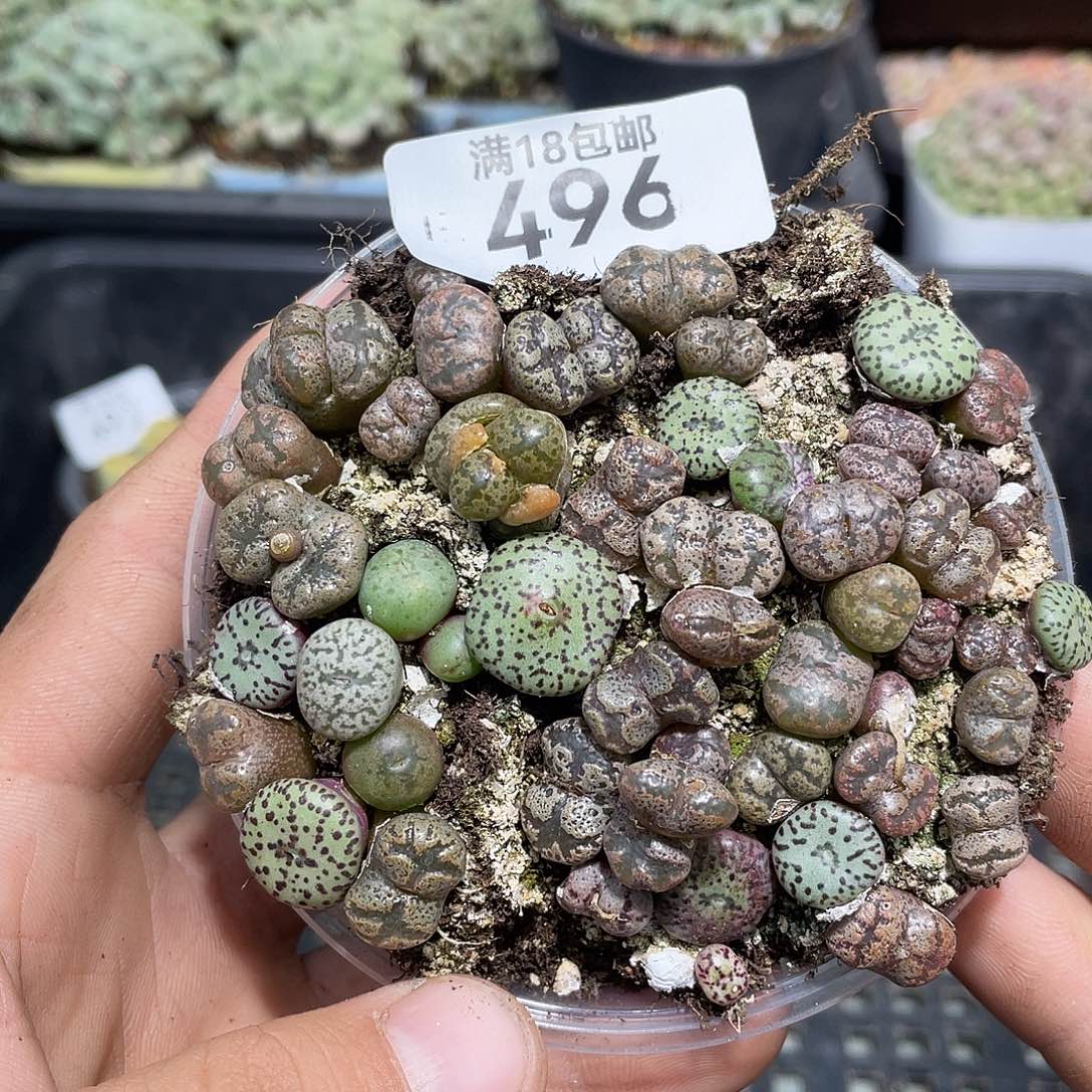 496当天凑满十八元包邮生石花