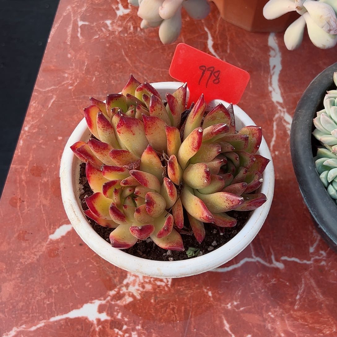 紫*998魔根多肉植物