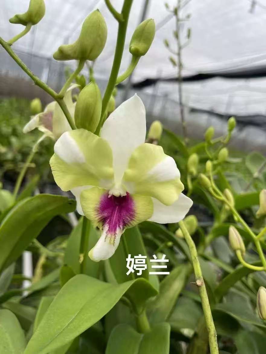 【婷兰龙王-无花苗】秋石斛兰（0度以下拍保温，不拍冻死冻伤不售后）