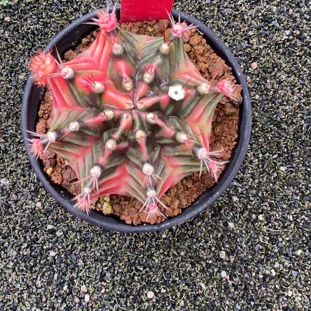 171-1024泰国发货多肉