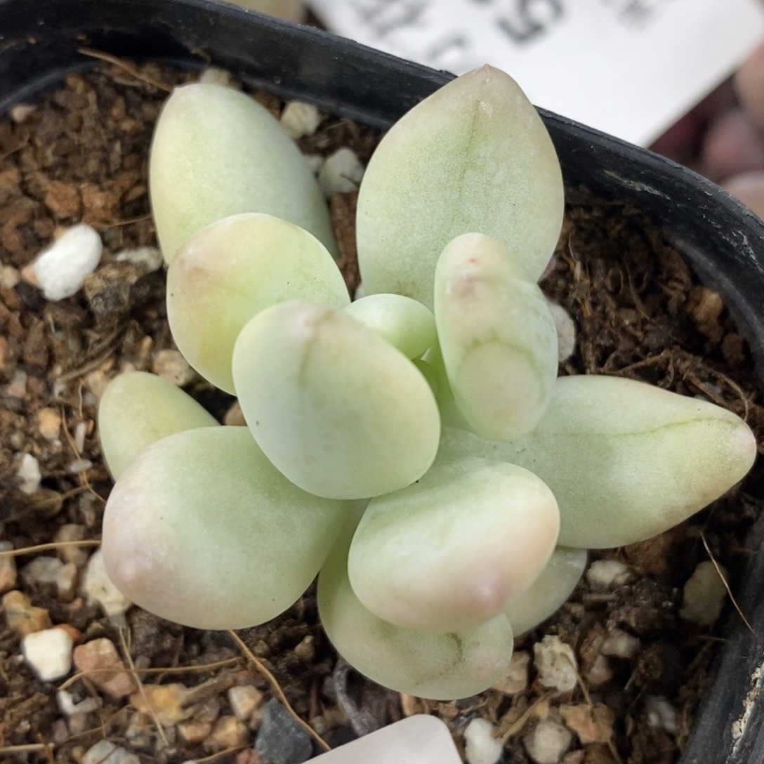 447三日月美人锦单头