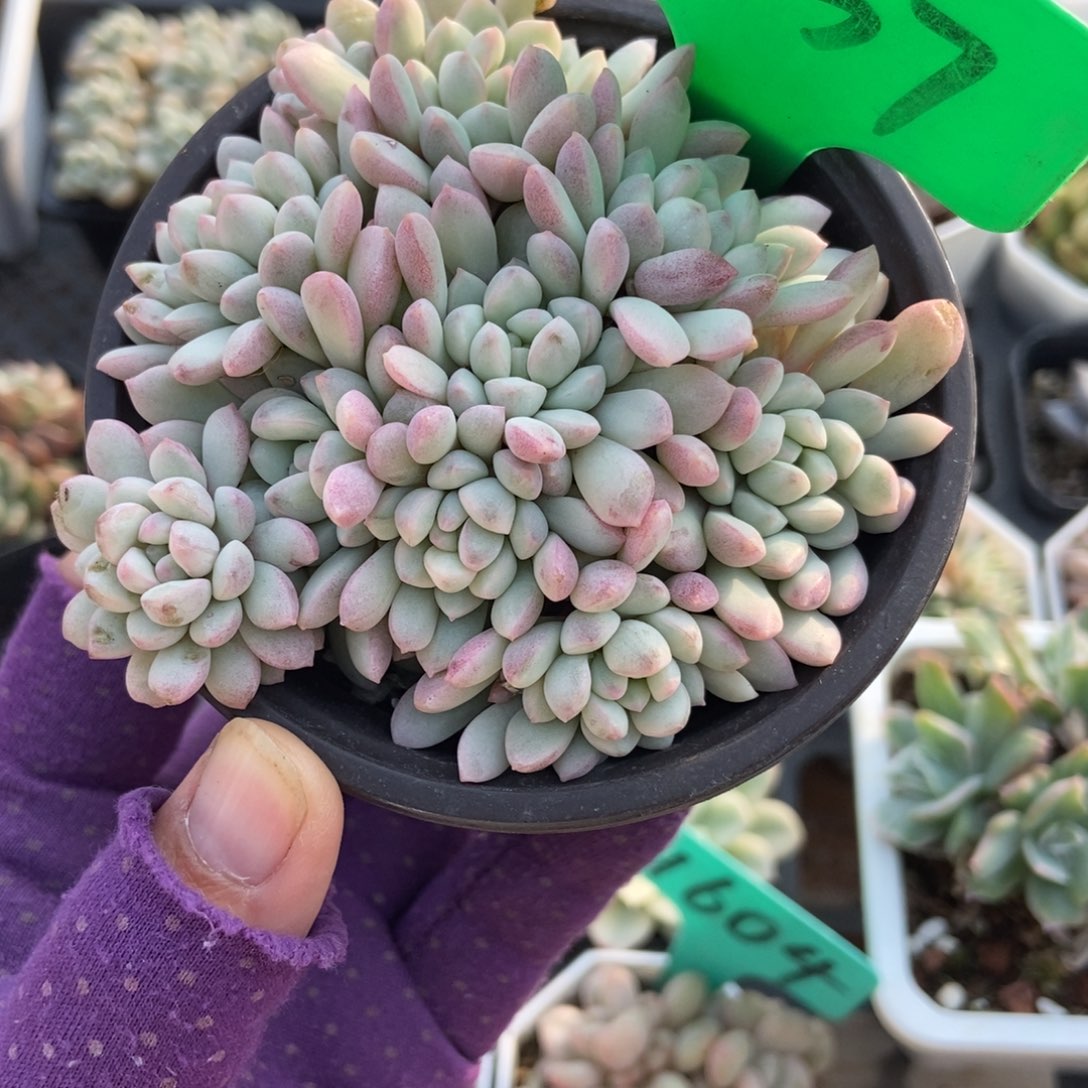 3137红蛋锦多肉植物多肉