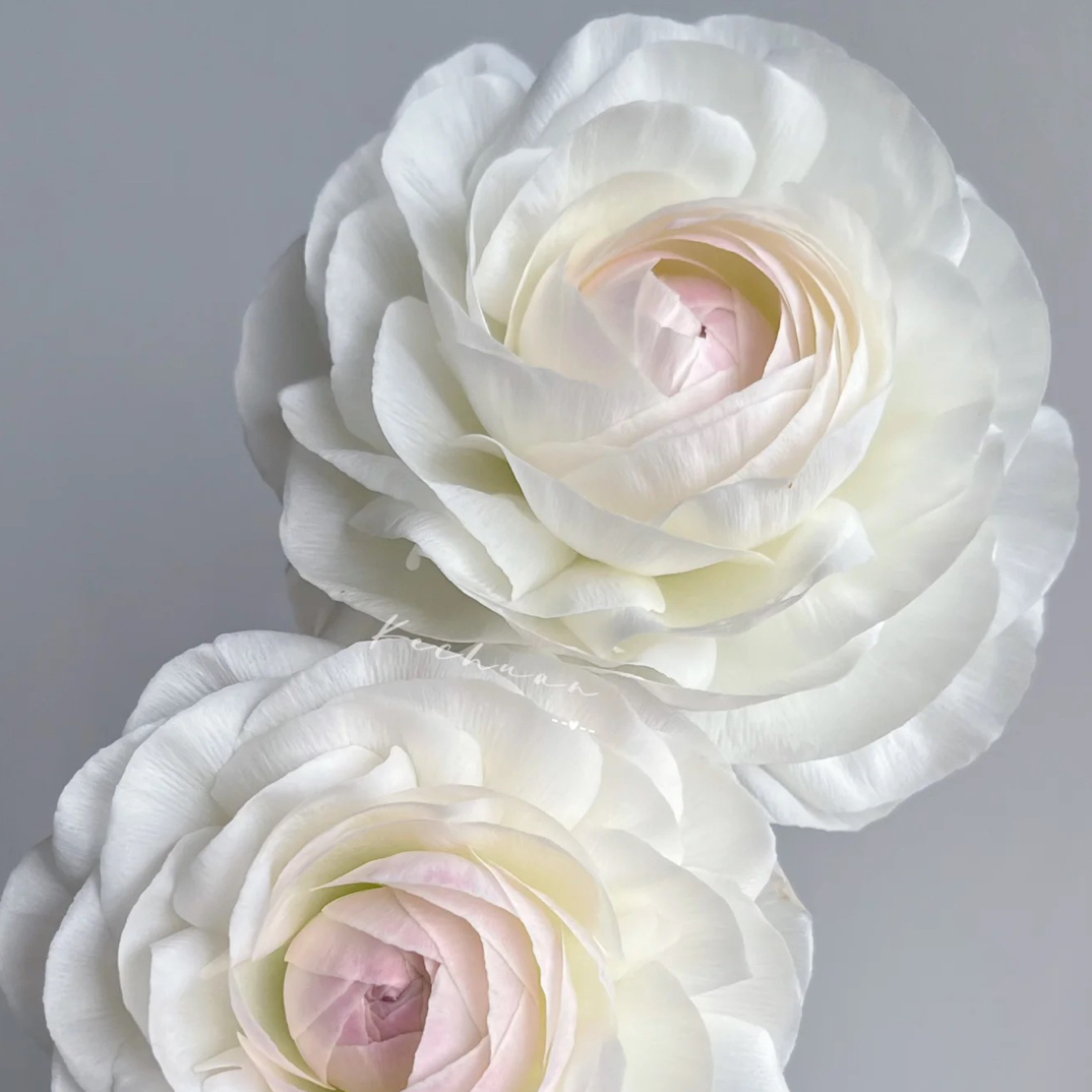 【洋牡丹】高山雪 任拍三单顺丰空运包邮鲜切花10支装家居花店插花