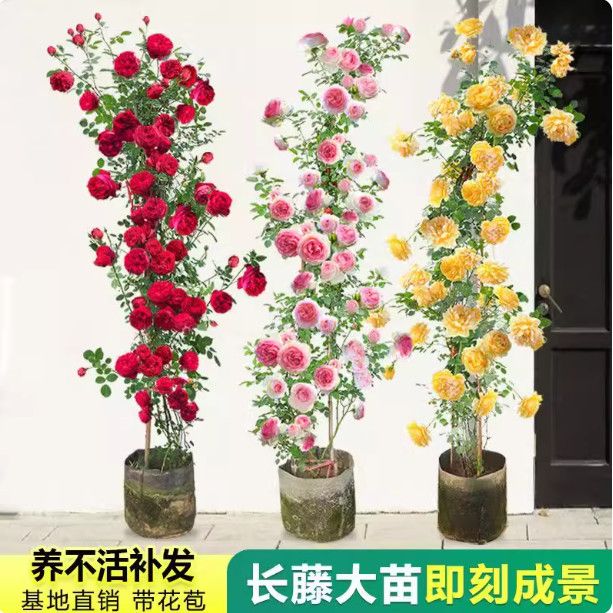 1米5大苗蔷薇花苗藤本月季爬藤植物四季开花卉盆栽玫瑰爬墙