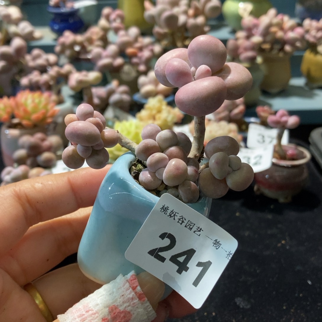 241糖果腰子蛋带盆土