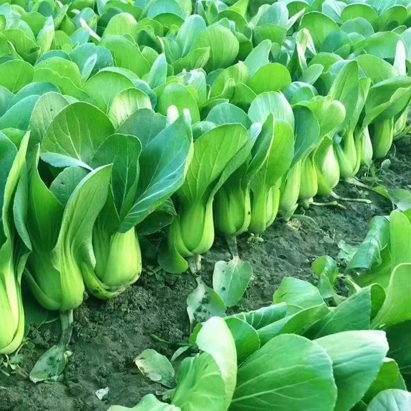 农家蕨菜青菜冬寒菜洋白菜