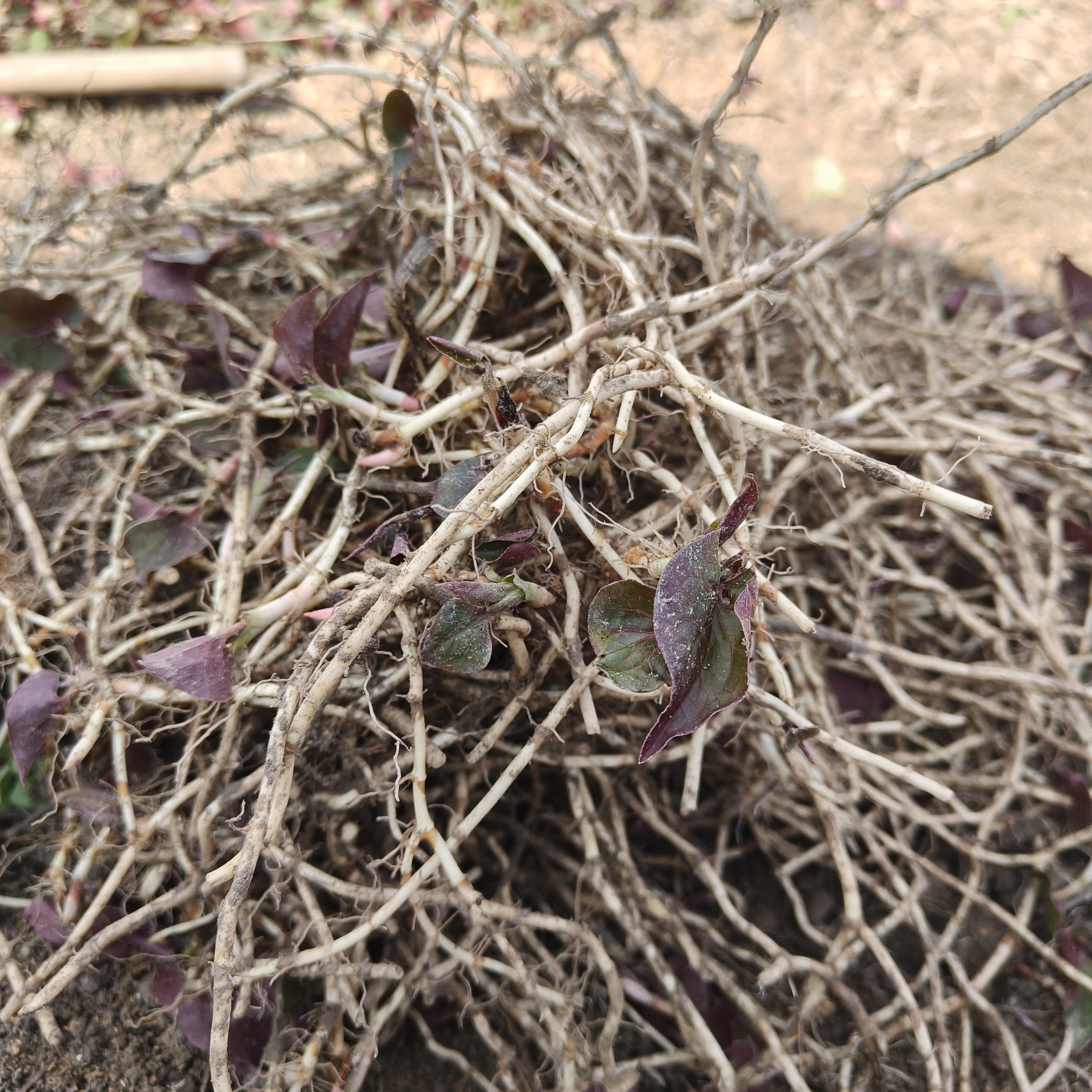贵州黎平特产野生折耳根鱼腥草现挖现发