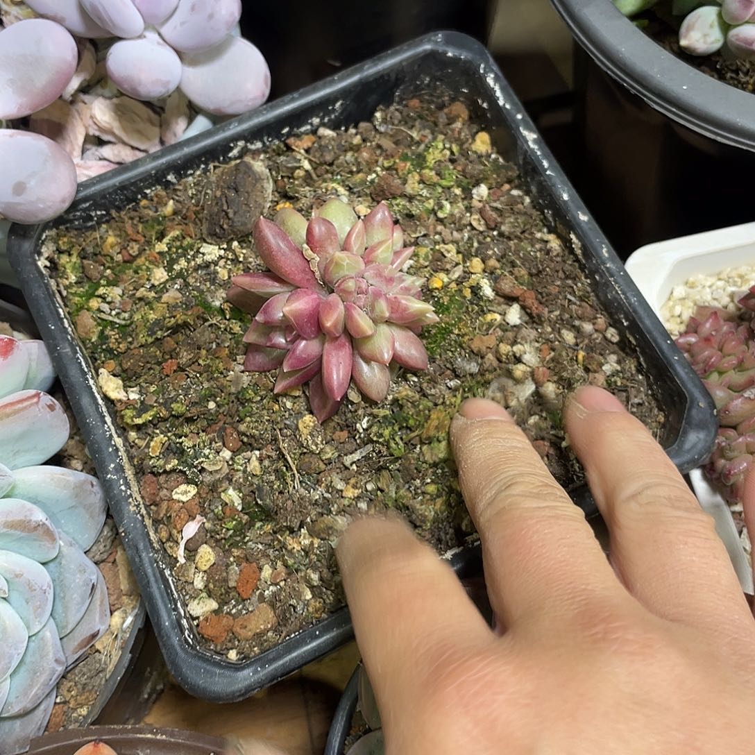 迷雾泡泡满20包邮脱土发货
