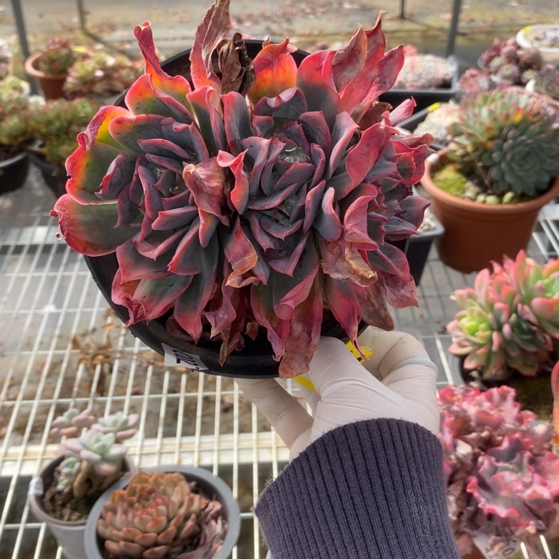 717绮罗仙子一物一拍