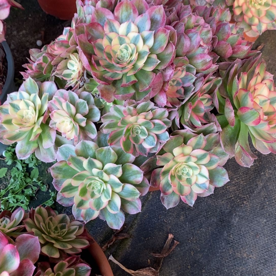 孔***k荔枝多肉1622号多肉多头