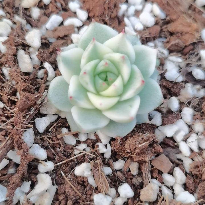 法比奥拉白覆轮锦单头带根