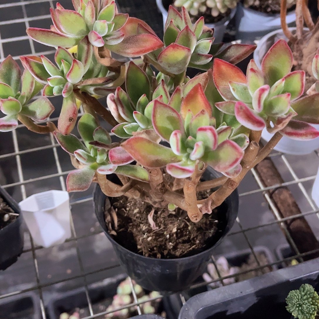 红兔儿多肉植物，。