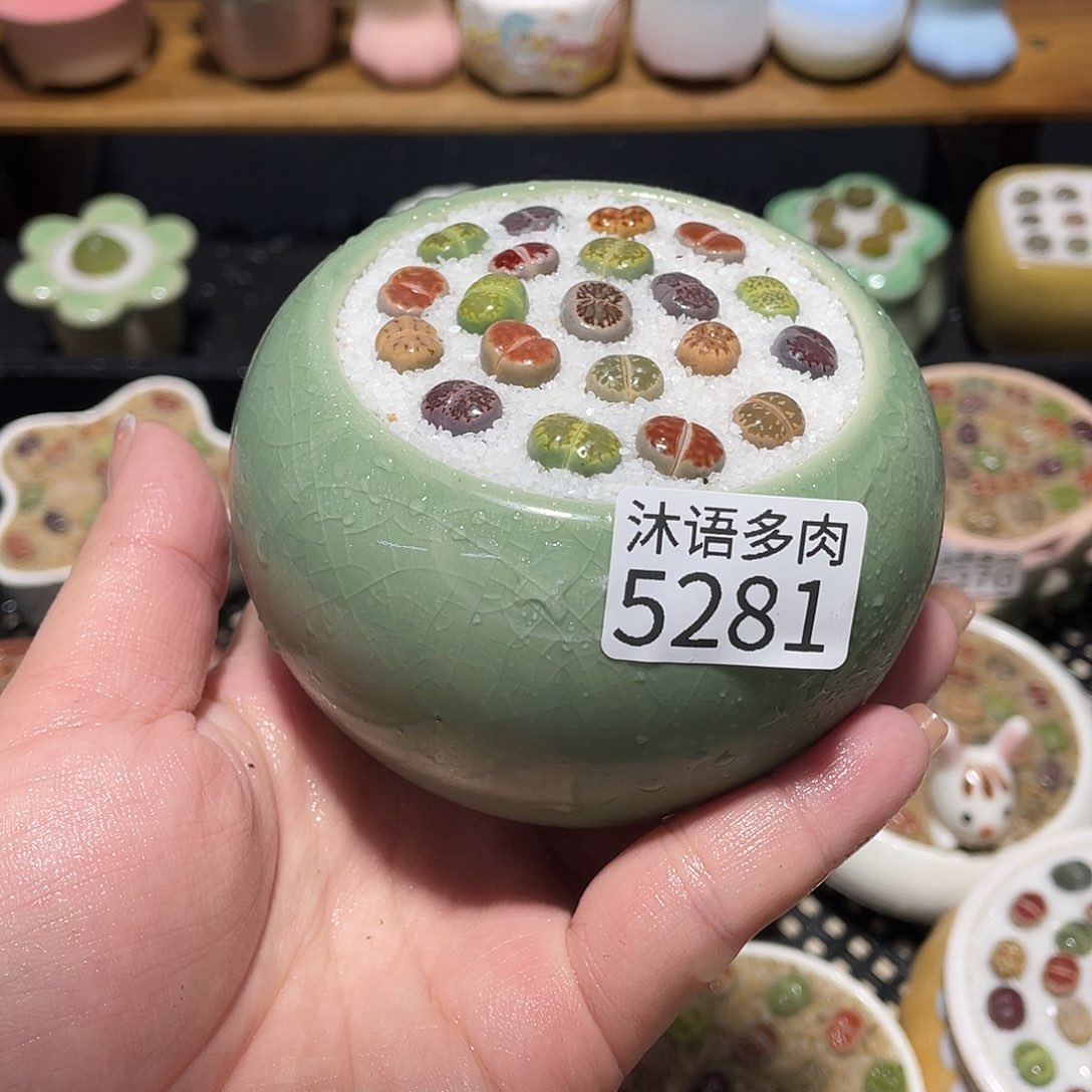 带盆土植物 一物一拍5281
