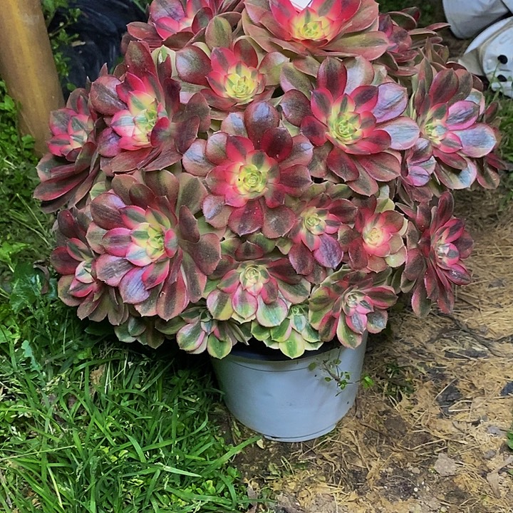 寒***️荔枝老桩多头福利的27号