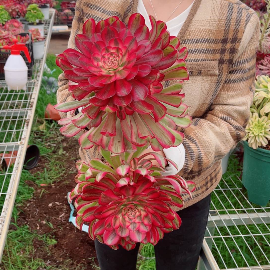 优选月光量拍多肉法师