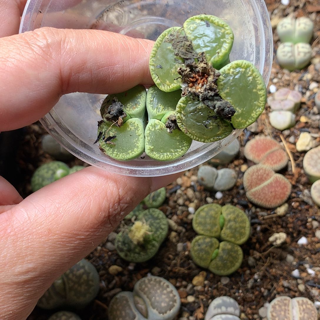 「****」G119多肉植物保护